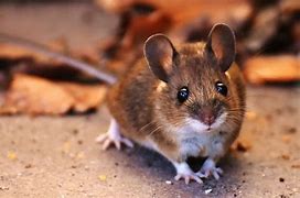 Image result for Big Brown Mouse