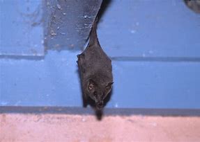 Image result for Bat Sleep