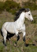 Image result for Gray Mustang Horse