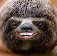 Image result for Goofy Sloth