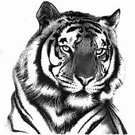 Image result for Tiger Head Drawing