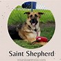 Image result for St. Bernard German Shepherd