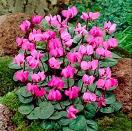 Image result for Cyclamen hederifolium roze