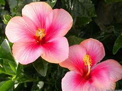 Image result for Hibiscus