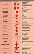 Image result for Fibroid Size Chart