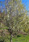 Image result for Prunus domestica Belle de Thuin