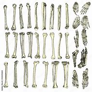 Image result for Skeleton Arms and Legs