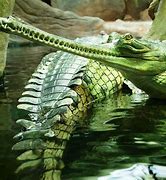 Image result for Gharial