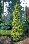 Image result for Juniperus Chinensis Aurea