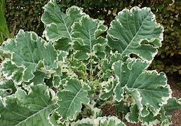 Image result for Brassica oleracea Daubenton