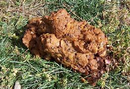 Image result for Grizzly Bear Poop