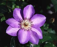 Image result for Winter Flowering Clematis