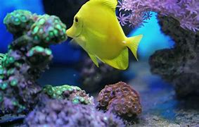 Image result for Fish Swimming