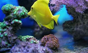 Image result for Tropical Fish Swimming