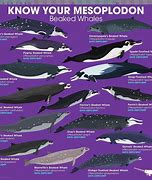 Image result for What Is the Biggest Sea Animal in the World