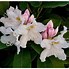 Image result for Rhododendron (AJ) Ardeur