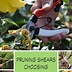 Image result for Fiskars Pruning Shears