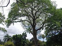 Image result for Largest Guanacaste Tree