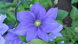 Image result for How to Grow Clematis