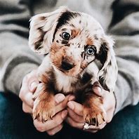 Image result for Mini Aussie Doxie Mix