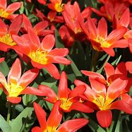 Image result for Tulipa Scarlet Baby