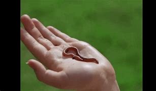 Image result for Worms in Nuts