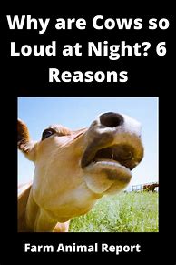 Image result for Night Vision Cow Meme