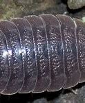 Image result for Dragon Isopods