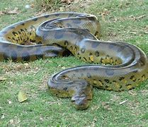Image result for Green Anaconda Snake