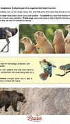 Image result for Top 10 Animal Adaptations
