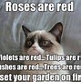 Image result for Grumpy Cat Poems