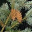 Image result for Pseudotsuga menziesii