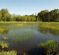 Image result for What Does a Swamp Look Like