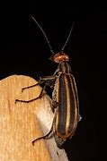 Image result for "striped-blister-beetle"