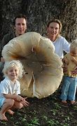 Image result for Largest Modern Mushroom