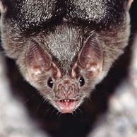 Image result for Vampire Bat Blogspot