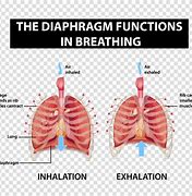 Image result for Diaphragm Function