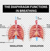 Image result for Diaphragm during Inhalation