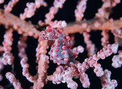 Image result for Pygmy Seahorse