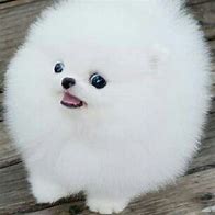 Image result for Baby White Pomeranian