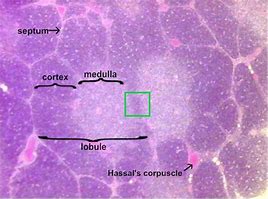 Image result for Thymus Microscope Slide