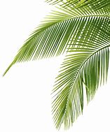 Image result for Palm Leaves Clip Art Transparent Background