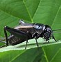 Image result for Cricket Insect Life Cycle