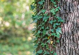 Image result for Wild Vines That Kill Trees