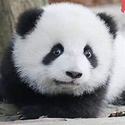 Image result for Bear Panda Cute Baby Animals
