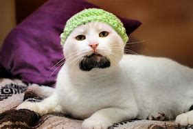 Image result for Cat Hipster Brooklyn