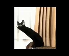 Image result for Black Cat Stretch Meme