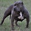 Image result for Blue Pitbull Puppies Wallpaper