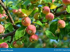 Image result for Pink Apple Background