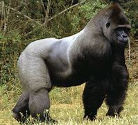 Image result for Old Gorilla